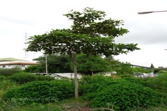 Terminalia procera